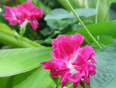 八重の朝顔ピンクフラミンゴです 花と木彫り 楽天ブログ