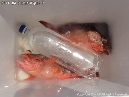 2014-04-26魚は何処に?? (6)