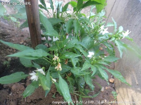2014‐06-23収穫 (4)