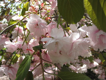 八重桜
