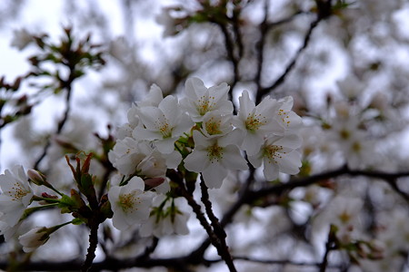 DSCF0621