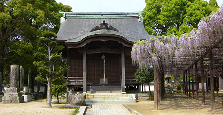 藤の里公園・上高場の大藤