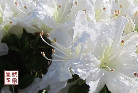 白い花02