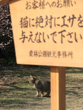 栗林公園　猫　ねこ　ネコ　キジトラ　高札