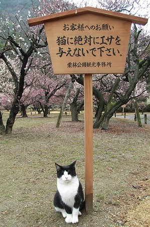 猫と高札