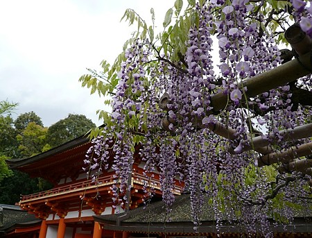 090426_fuji1
