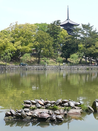 090501_sarusawa