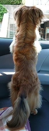 090509_dog2