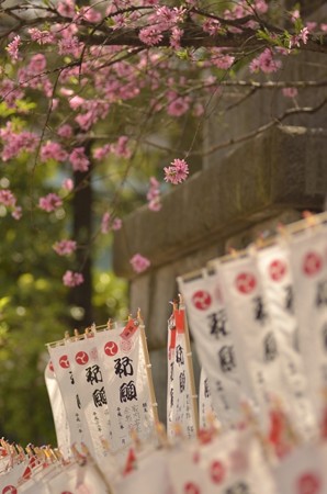 奉納幟とキクモモ