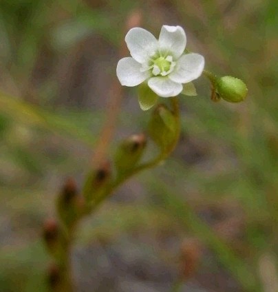 モウセンゴケの花って とりどりみどり 楽天ブログ