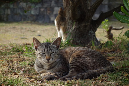叶崎灯台の猫・3