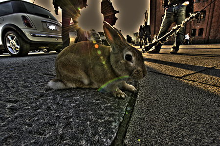 うさぎ-DSC04891HDR2