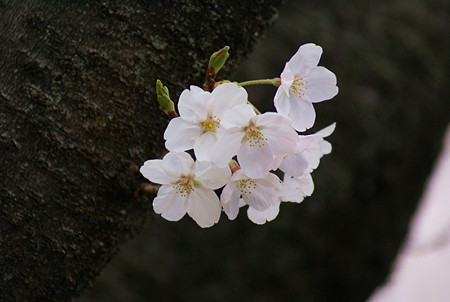 MDSC00541三ツ沢公園
