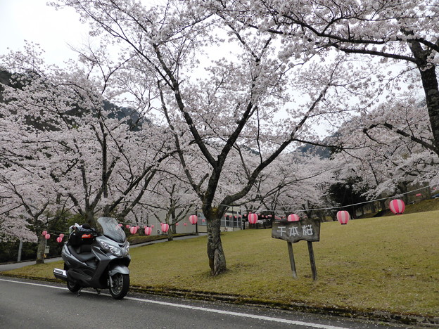 奥多々良木発電所　千本桜