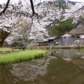 佐中千年家と桜