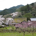 佐中千年家　桜と桃