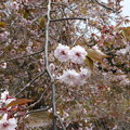 正福寺桜の花