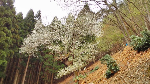 糸原のみづめ桜