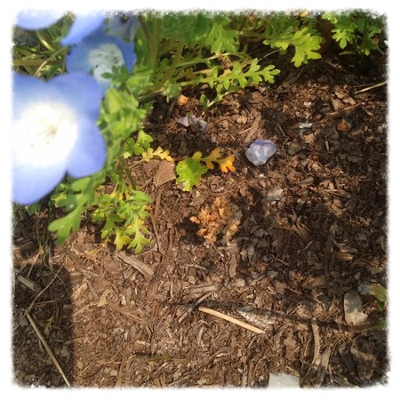 ホリホックの芽