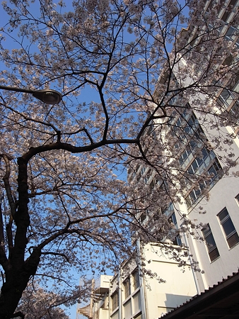 都営南千住二丁目アパート前の桜(2009/4)