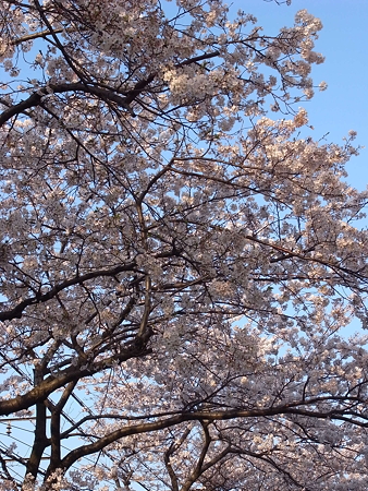 都営南千住二丁目アパート前の桜(2009/4)