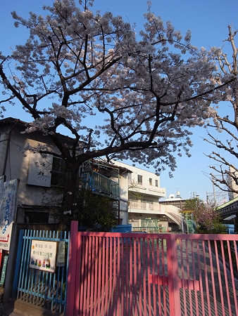 南千住第三幼稚園の桜(2009/4)