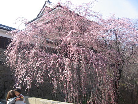 上田城のしだれ桜