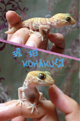 凛々しい琥珀