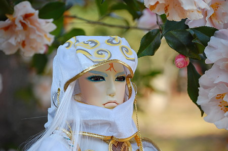 山茶花 5