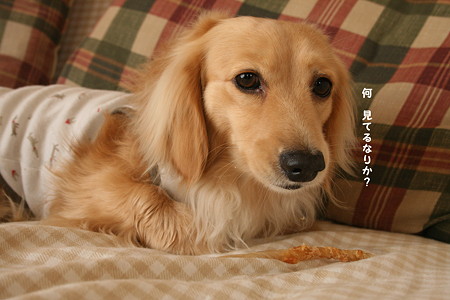 摩耶2