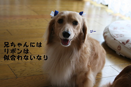 トリミング後2