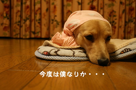ほっかぶり隊 8