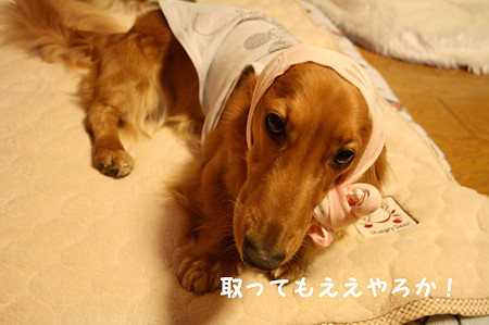 ほっかぶり隊 2