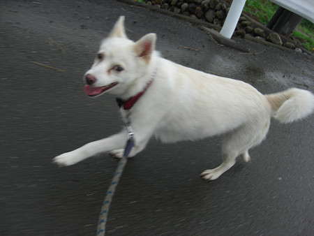 おうちまではしってかえろ♪