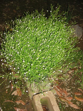 いやぁ、随分と豪華に育っちゃいました(^^ゞ
