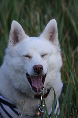 áʾС