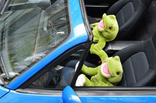 手をつないで青いオープンカーに乗るカエルカップル