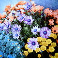 20090418_039