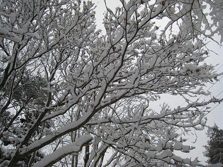木に積もった雪