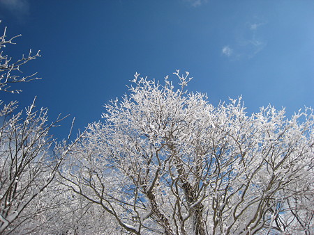 凍った木と青空