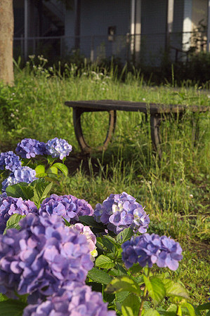 紫陽花 ご近所編 10