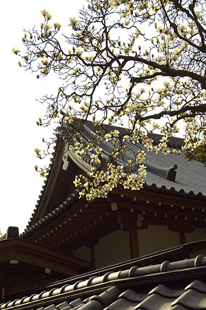 円覚寺 03