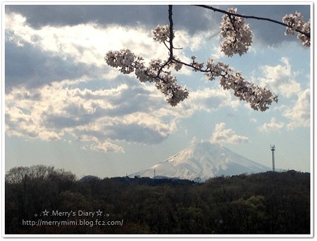 桜と富士山