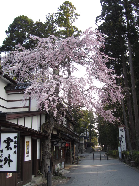 ２６．４．１７松島・洗心庵前の枝垂桜