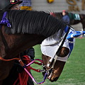 2011年1月30日京都競馬場(京都牝馬S)