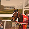 2011年1月8日京都競馬場(シンザン記念)
