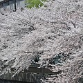 2012年桜（2012/4/7）