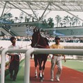 1996年7月7日阪神競馬場(宝塚記念)