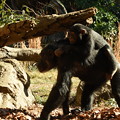 チンパンジー　ズーラシア　2015