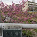 20220402桜